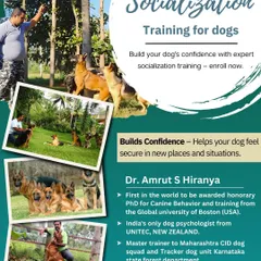 Socialization is critical for building a confident, well-adjusted dog. This graphic explains how our socialization training helps dogs feel secure in new places and situations.