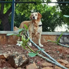 Everyone has a dog that changes everything, and for me, that was Chuppi. He was the first dog whose leash I held and the reason I knew I could bring my own dog, Zoey, home. He will always be in our hearts.