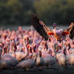 A flamingo takes flight, its powerful wings creating a stark contrast against the sea of pink below. This is a moment of individual action within a massive collective.