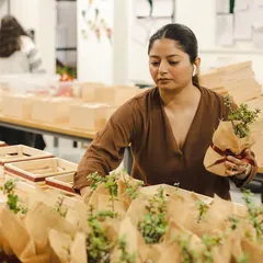 Our team member carefully placing jute-wrapped succulents into the pinewood trays for the Raphe Women's Day order. Handling delicate items is part of our expertise.