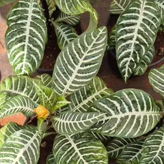 Here is a whole family of Zebra Plants, showing off their consistent and striking leaf patterns. They are a wonderful choice if you're looking to add some graphic, natural art to your indoor jungle.