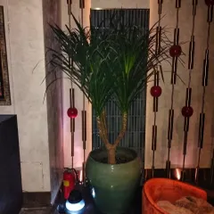 A tall Dracaena in a green ceramic pot adds a touch of sophistication to this lounge area. We carefully select plants and planters that match the interior decor and lighting of the space.