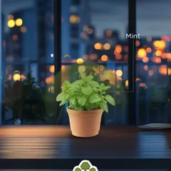 A simple pot of mint on your desk or windowsill not only provides fresh leaves for your tea but also helps keep bugs at bay with its strong scent.