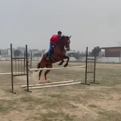 A rider in mid-air, demonstrating the power and agility that comes from our advanced equestrian training sessions.