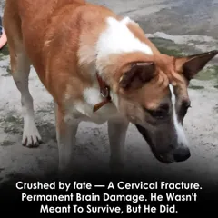 A cervical fracture and permanent brain damage. Andy wasn't meant to survive, but he did. He has lost his sense of danger but never his love for people. Donate to support his specialized care.