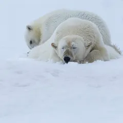 A polar bear mother and her cub cuddling together in the snow to conserve energy. This is a tender moment that showcases the strong maternal bonds in the animal kingdom.