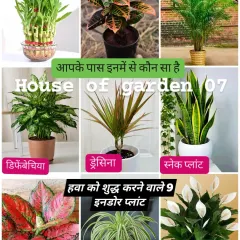 I believe in sharing knowledge, not just selling plants. This guide shows you nine of the best indoor plants for purifying the air in your home, including popular choices like the Snake Plant, Peace Lily, and Areca Palm.