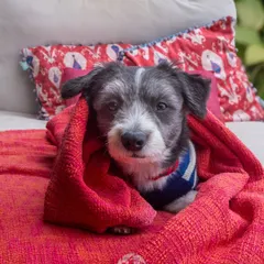 All wrapped up and cozy. This little one, wrapped in a blanket on the couch, shows how comfortable pets are during at-home shoots.
