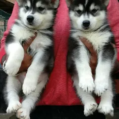 Meet two of our beautiful Siberian Husky puppies, showcasing their distinct markings and bright eyes. We work with ethical breeders to ensure all our purebred puppies, including these energetic and intelligent huskies, are healthy and well-socialized.