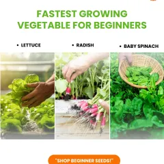 Eager to see results fast? I recommend starting with these quick-growing vegetables. You can enjoy fresh lettuce, radish, and baby spinach in just a few weeks, which is a great way to build your confidence as a new gardener.