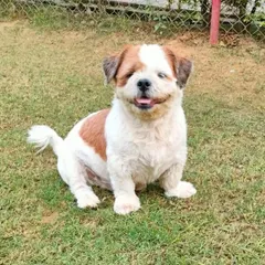 That smile says it all. This is Bruno, a 7-year-old Shih Tzu who is playful, friendly, and absolutely handsome. He is looking for a family to spend his golden years with.