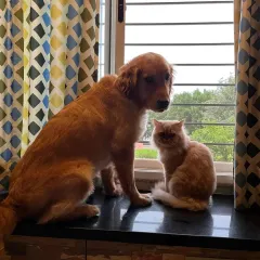 This is Loki, a gentle Golden Retriever, sitting calmly by the window with his feline friend. It’s so important to me that my dogs can fit into a home with existing pets, and Loki is a perfect example of a calm, cat-friendly companion looking for a new family.