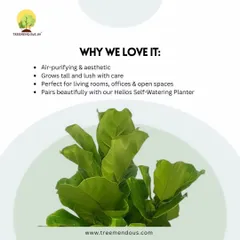 Why we love the Fiddle Leaf Fig: it's both air-purifying and highly aesthetic. It grows tall and lush with proper care, making it perfect for living rooms, offices, and open spaces.