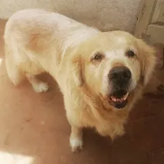 Meet Oscar, a happy senior Golden Retriever. Keeping senior dogs healthy involves specific dietary adjustments to support joint health and mobility, ensuring they can still pose for photos with a smile.