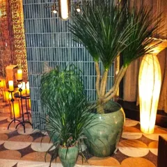 An elegant plant arrangement in the lobby of an elite residential complex. We used large Dracaena plants in stylish ceramic planters to complement the luxurious decor and mood lighting.