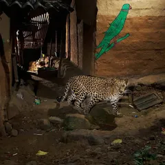 A leopard walks through the alley of a Warli tribal settlement on the edge of Mumbai's national park. The tribe's traditional art, seen on the walls, often depicts wildlife, reflecting a deep-rooted culture of coexistence that offers valuable lessons for modern urban society.