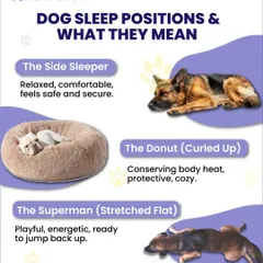 Did you know your dog's sleeping position can tell you how they're feeling? This guide explains what different positions, like the 'Side Sleeper' or 'Donut', mean about their comfort and security.