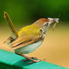 A Common Tailorbird stands proudly on a green railing with its catch. This candid shot captures the bird with a large insect in its beak, showcasing its role as a predator in the local ecosystem.