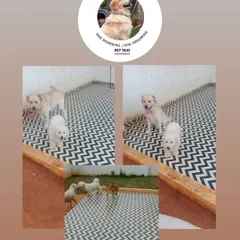 A collage of some of our white-coated friends, including a Maltese and a Labrador, enjoying the play area.