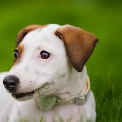 A funny shot of Frankie caught nibbling on a blade of grass. It's these quirky, candid moments that make a pet's personality shine in adoption photos.