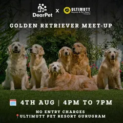 An event poster for our Golden Retriever Meet-Up, showcasing a group of beautiful Goldens. These tribe meetups are a fantastic opportunity for dogs and their parents to connect with their own breed community.