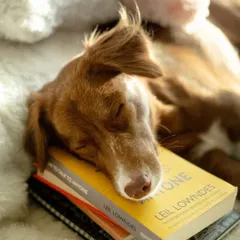After a long day of reading, Simi uses a stack of books as the perfect pillow for a cozy nap.
