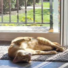 From a travel crate in Mumbai to sunbathing in a New York apartment. Snowy the cat made the big journey and is now living a life of pure comfort and relaxation. I ensure even my feline clients travel stress-free.