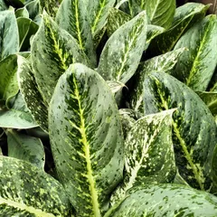 The speckled variegation on this Aglaonema, or Chinese Evergreen, makes it a beautiful and resilient houseplant. Aglaonemas are known for their tolerance of lower light levels, making them ideal for various indoor spots.