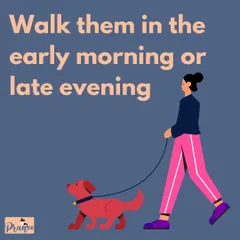 To avoid the hottest part of the day, walk your dog in the early morning or late evening when the pavement is cool on their paws.
