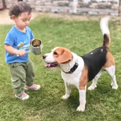 We provide a safe and friendly environment for children and dogs to interact. This gentle introduction helps build a beautiful bond based on trust and happiness.