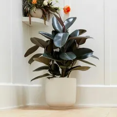 The deep, burgundy leaves of this rubber plant (Ficus elastica) create a beautiful contrast in this bright corner. It's an excellent choice for adding a pop of dark color to your indoor plant collection.
