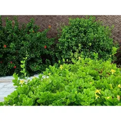 The lush greenery that has now taken over the Eklavya campus. The facade, made of reclaimed windows, was designed with integrated planters to encourage this growth, creating a vertical garden that supports local biodiversity.