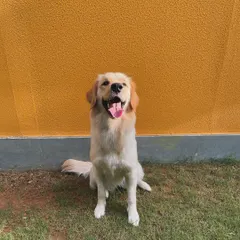 The happy face of Pixel, a beautiful Golden Retriever, against the vibrant orange wall of our indoor training hall.