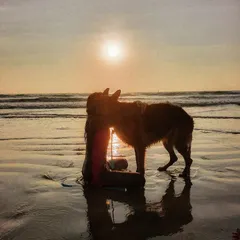 Sunsets on the beach with my best boy. These are the moments of pure connection that I want every dog owner to experience.