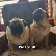 "We are Bff..." These pugs are proof that dogs make the best of friends here.