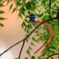 The rufous morph of the male Indian Paradise Flycatcher, with its glossy black crest and bright blue eye-ring.