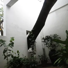 To us, landscape design means respecting what is already there. For this residential project, we chose to puncture the courtyard wall, creating an opening to accommodate a beautiful, mature tree and integrate it into the architectural form.
