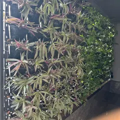 A natural vertical garden in Vasant Vihar featuring a mix of different plant species. These living walls help with sound absorption and improve the building's energy efficiency.