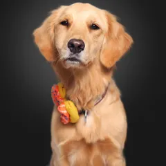Say hello to Imli! This sweet Golden Retriever looks so poised and elegant in her studio portrait, complete with a colorful bow tie that shows off her charming personality.