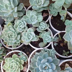 This image shows how some Echeveria succulents produce smaller "chicks" around the main "hen" plant. It's a sign of a healthy, growing succulent that you can propagate to create new plants.