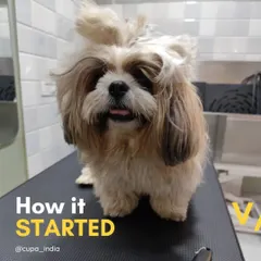 This is how it started. This adorable Shih Tzu arrived at our grooming station looking a bit scruffy and ready for a transformation. We always begin with a gentle hello to make them feel comfortable.