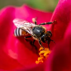A honey bee deep inside a vibrant red flower, covered in pollen. This close-up shot showcases the bee's fuzzy body, which is perfect for collecting pollen, and highlights its crucial role in pollination.