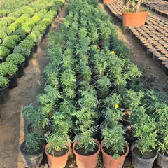 Rows of young Marigold plants, part of our winter flowering collection, getting ready for the season.