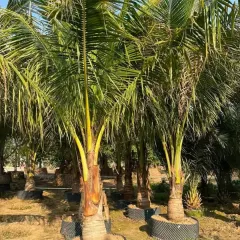 A group of Coconut Palms in large grow bags, ready for planting. They instantly create a tropical beach vibe.