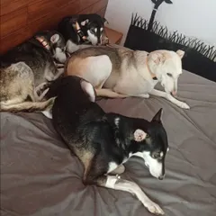 The bed is another popular spot for a group nap. This shows the level of comfort and trust our rescue dogs feel in this environment. They know they are safe here.