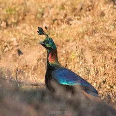 The stunning Himalayan Monal, the state bird of Uttarakhand, displays its iridescent, rainbow-like plumage in the golden light. This shot, taken in the high-altitude region of Chopta, highlights the beauty of Himalayan avian life.