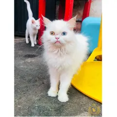 That "waking up on a Monday" feeling! This odd-eyed white cat and its friend are hanging out in the play area. It’s a glimpse into the daily lives of our happy, healthy adult cats who are part of our family.