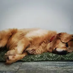 Sweet dreams, Oscar. This senior Golden Retriever is fast asleep on his favorite soft green mat. I provide plenty of comfortable bedding throughout the house for ultimate relaxation.