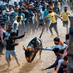 The controlled chaos of a Hattihabba, or cattle festival. Here, a decorated bull charges through a narrow path as young men try to manage it. My goal is to be right in the middle of the action to capture these unscripted, high-energy moments of village tradition.