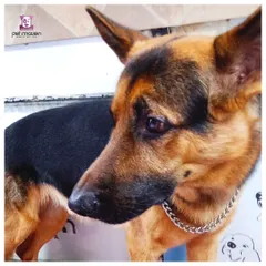 This handsome German Shepherd is looking sharp and sleek after his grooming session. We pay close attention to detail to bring out the best in every breed's coat.